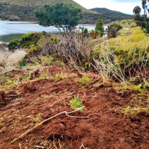 Removal of the alien invasive species Hydrangea macrophylla – Hydrangea ...